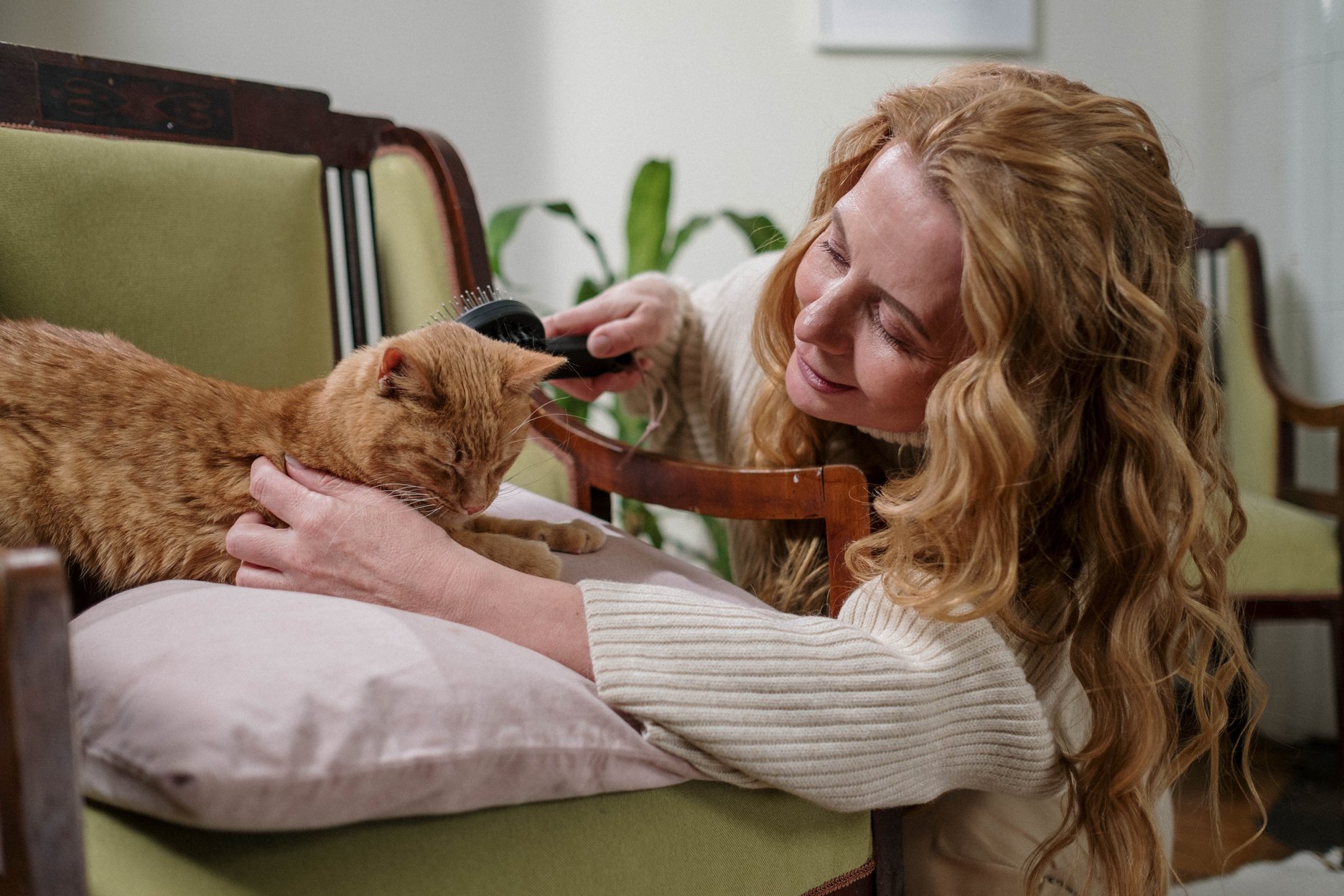 Woman Brushing Her Ginger Cat